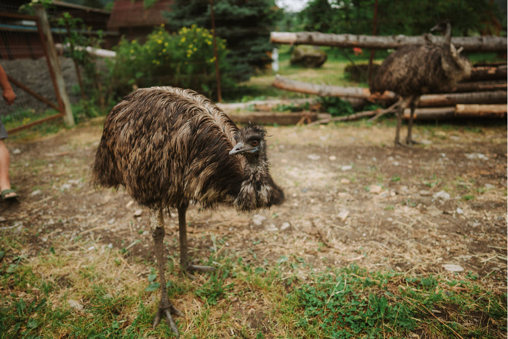 Animale și natură în curtea pensiunii Casa Ott, Prisaca Dornei